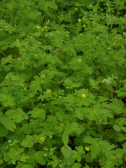 Potentilla centigrana