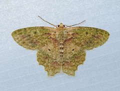 Herochroma urapteraria