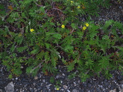 Potentilla chinensis