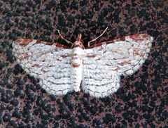 Eupithecia costalis