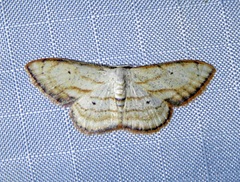 Scopula ferrilineata