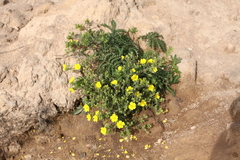 Potentilla chinensis
