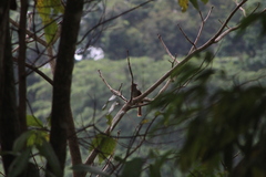 Ramphotrigon flammulatum