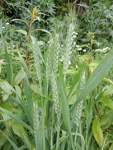 Triticum aestivum