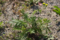 Potentilla chinensis