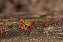 Calocera sinensis