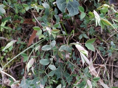 Lathyrus laxiflorus