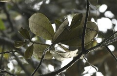 Ocotea cuneata (Ocotea cuneata)