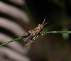 Cirphula pyrrhocnemis