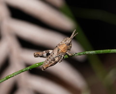 Cirphula pyrrhocnemis