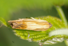 Eucosma umbrastriana