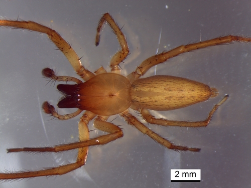 Hibana velox (Becker, 1879)