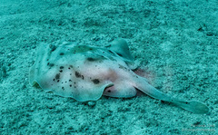 Urobatis maculatus