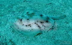 Urobatis maculatus