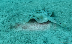 Urobatis maculatus