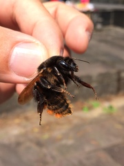 Bombus bicoloratus