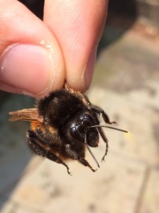 Bombus bicoloratus