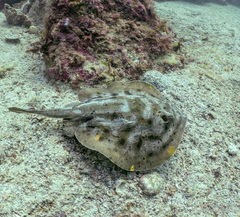 Urobatis maculatus