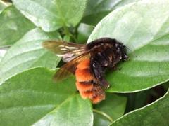 Bombus bicoloratus