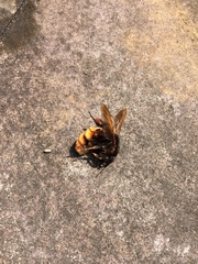 Bombus bicoloratus