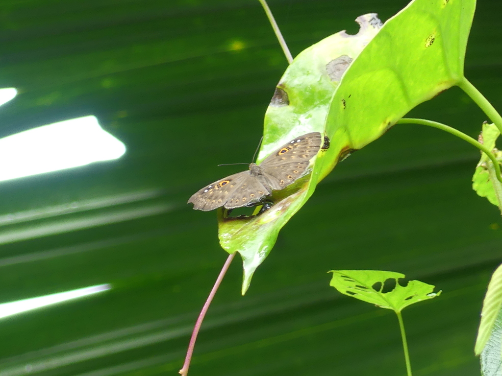 Eurybia unxia