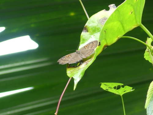Eurybia unxia