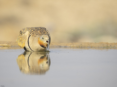 Black-Bellied Sandgrouse photo 4