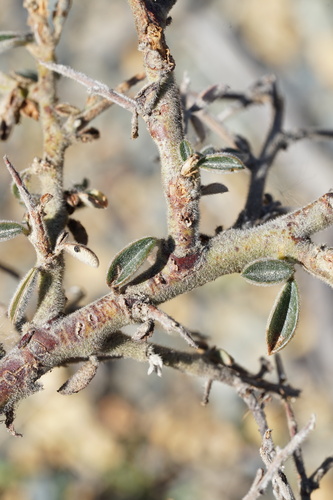 Chaparral Pea foliage