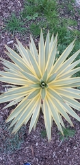 Yucca filamentosa variegata