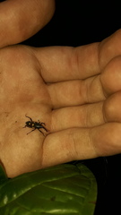 Cactophagus bolivari