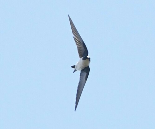 Golden Swallow (Tachycineta euchrysea), photo 8