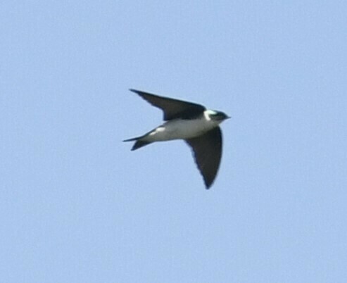 Golden Swallow (Tachycineta euchrysea), photo 4