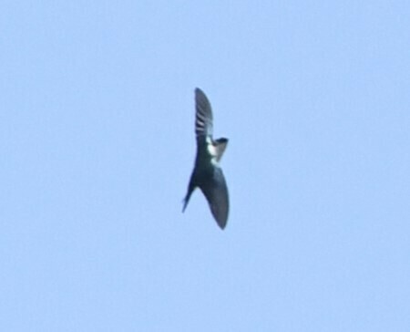 Golden Swallow (Tachycineta euchrysea), photo 6