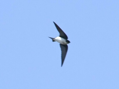 Golden Swallow (Tachycineta euchrysea), photo 7