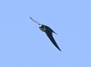 Golden Swallow (Tachycineta euchrysea), photo 8