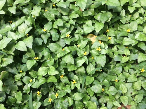 Calyptocarpus vialis