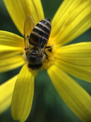 Apis cerana