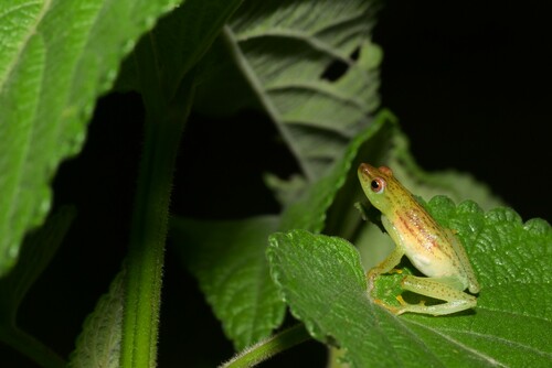 Howell's Reed Frog