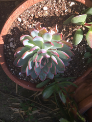 Echeveria pulidonis
