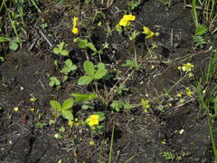 Potentilla freyniana