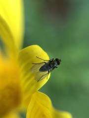 Diptera