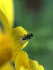 Diptera