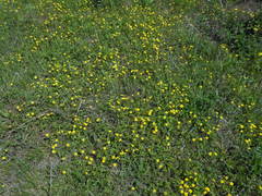 Potentilla freyniana