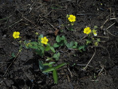 Potentilla freyniana