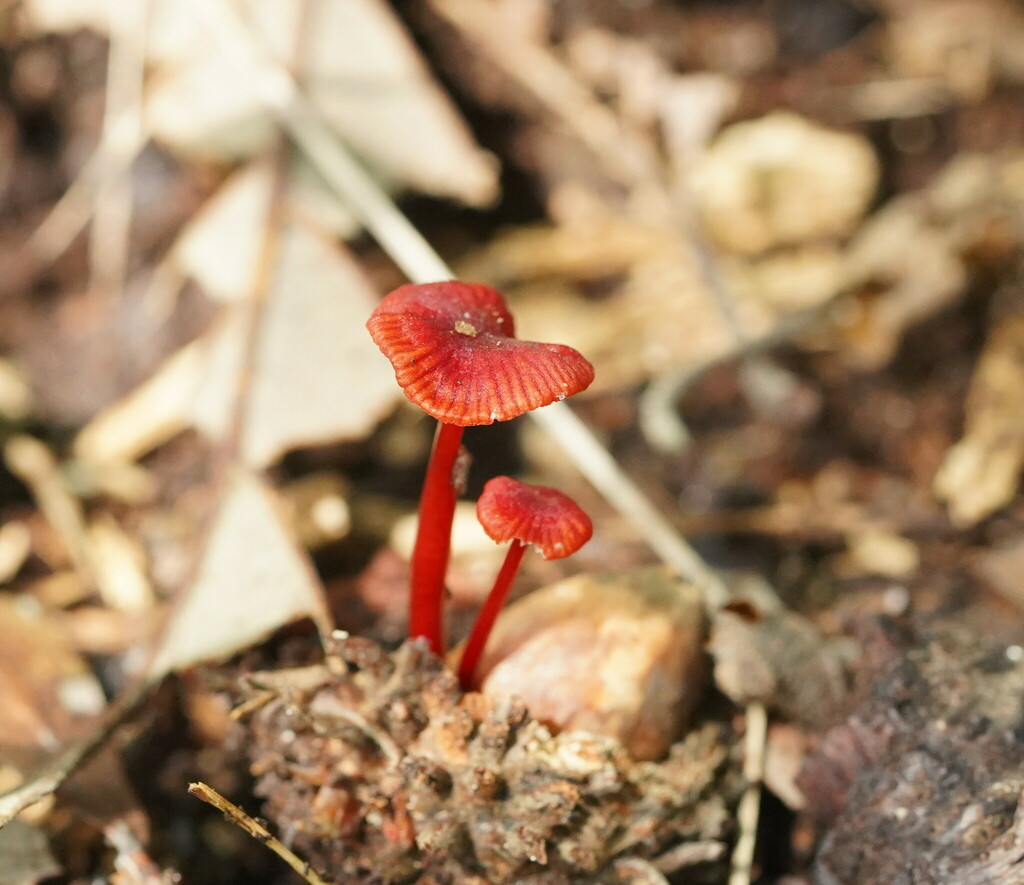 Ruby Bonnot ruby bonnet from Menzies Creek VIC 3159, Australia on December 12, 2023 ...