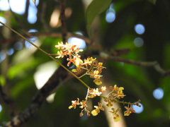 Trichocentrum ascendens