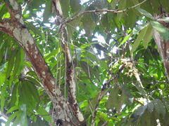 Trichocentrum ascendens