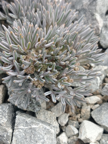 Lignocarpa carnosula, photograph 5