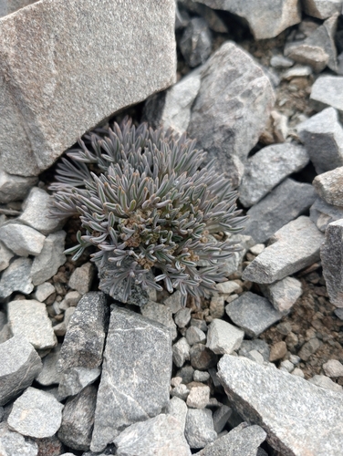 Lignocarpa carnosula, photograph 6