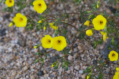 Leptosiphon chrysanthus